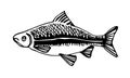 Freshwater fish, roach, bream, for decorative ornaments and patterns